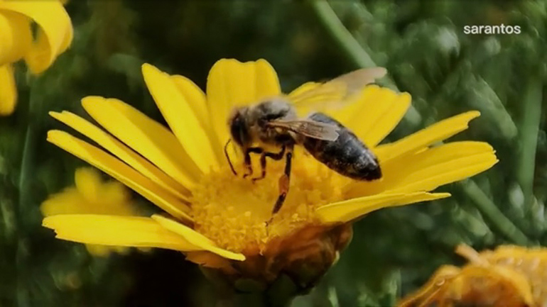 Ράπτης: Το χωριό που κατοικείται από μέλισσες